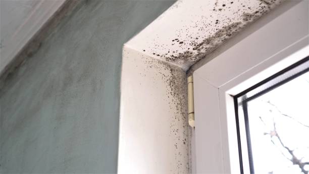 Best Mold Inspection  in Pisgah, AL