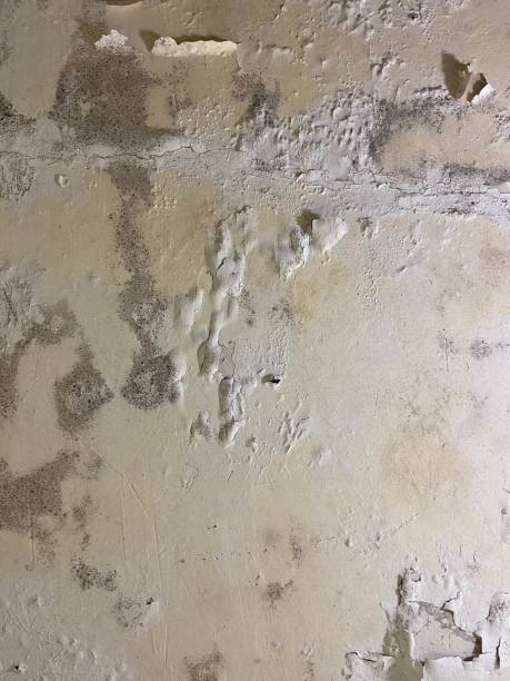 Best Home Mold Removal  in Pisgah, AL