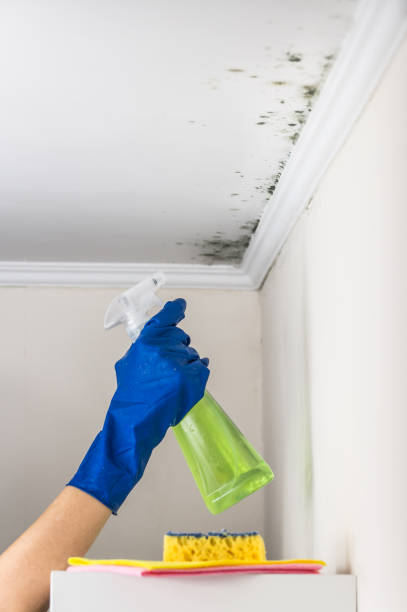 Best Black Mold Removal  in Pisgah, AL